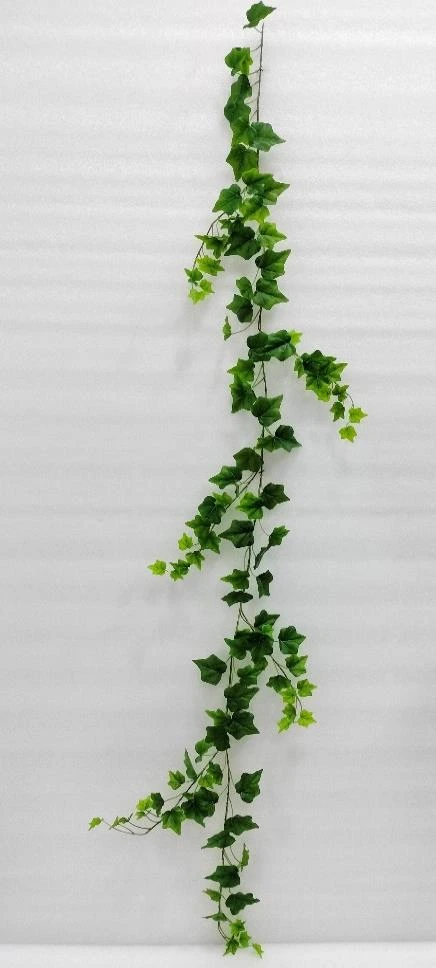 Mony Plant Creeper 180cm